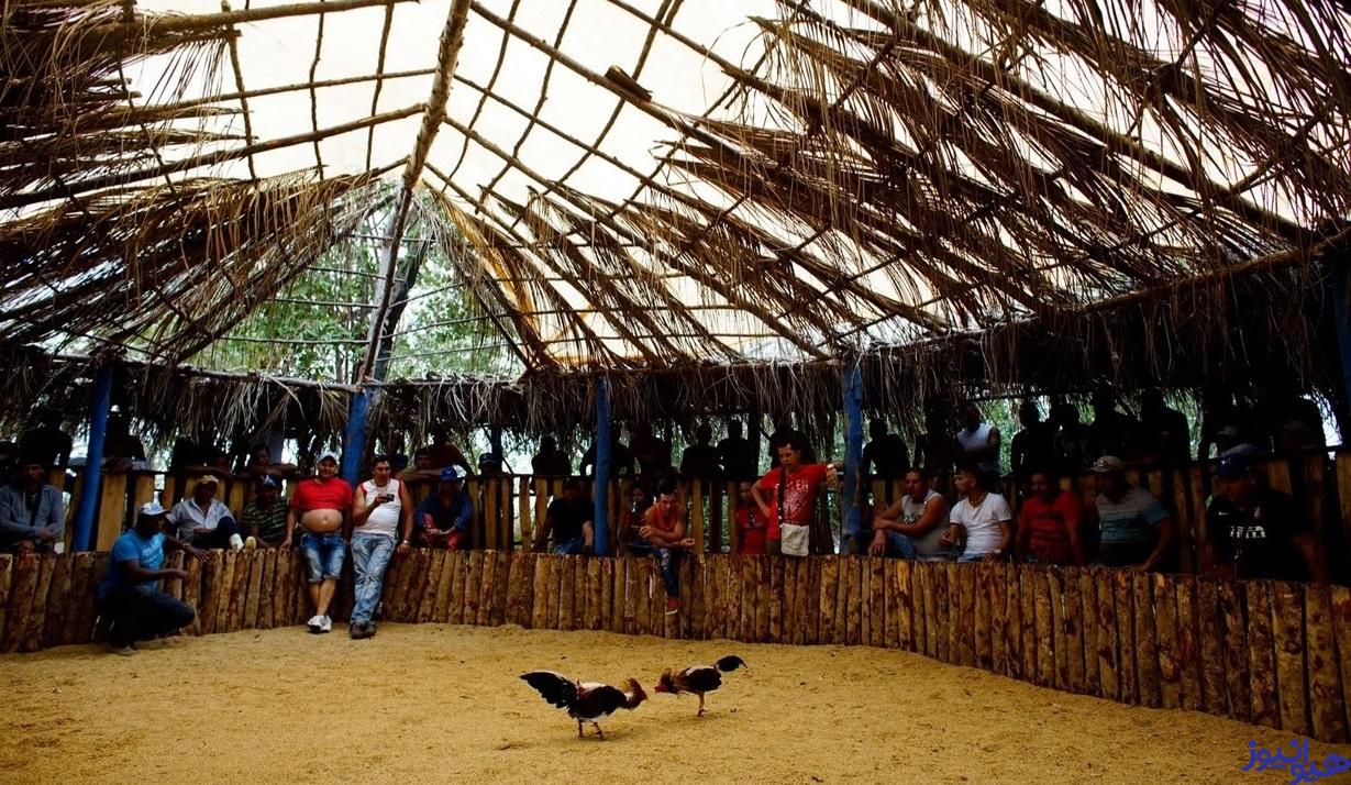 شرط بندی حیوانات