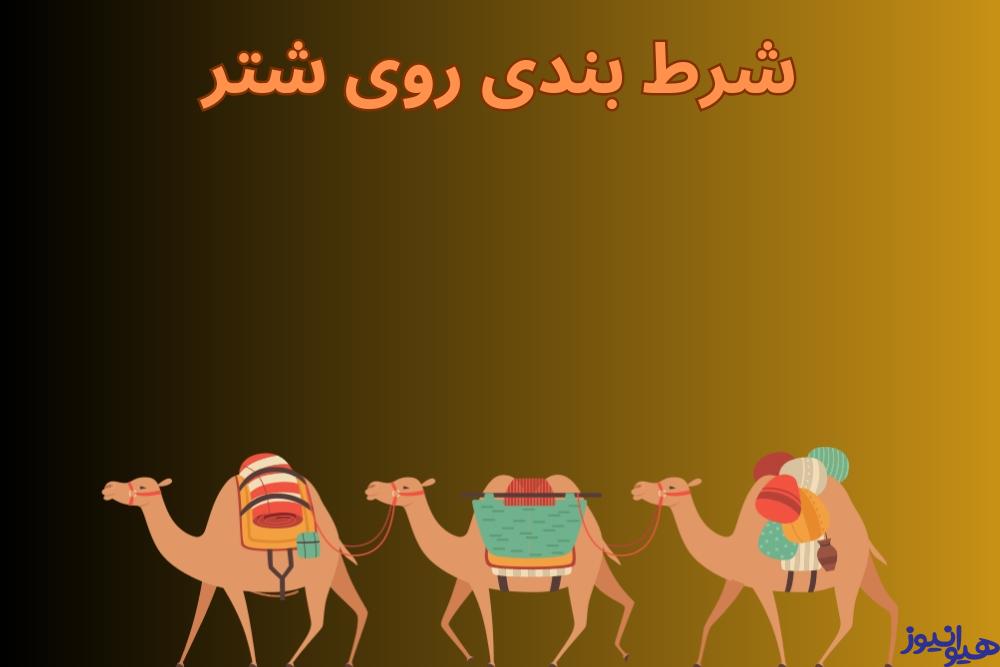شرط بندی روی شتر