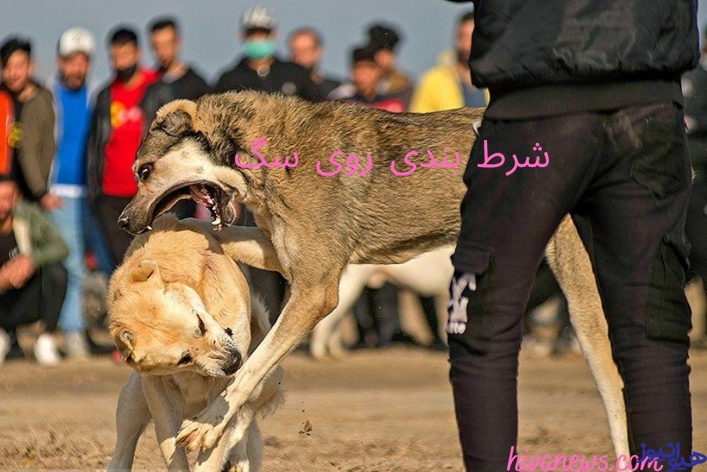 شرط بندی روی سگ